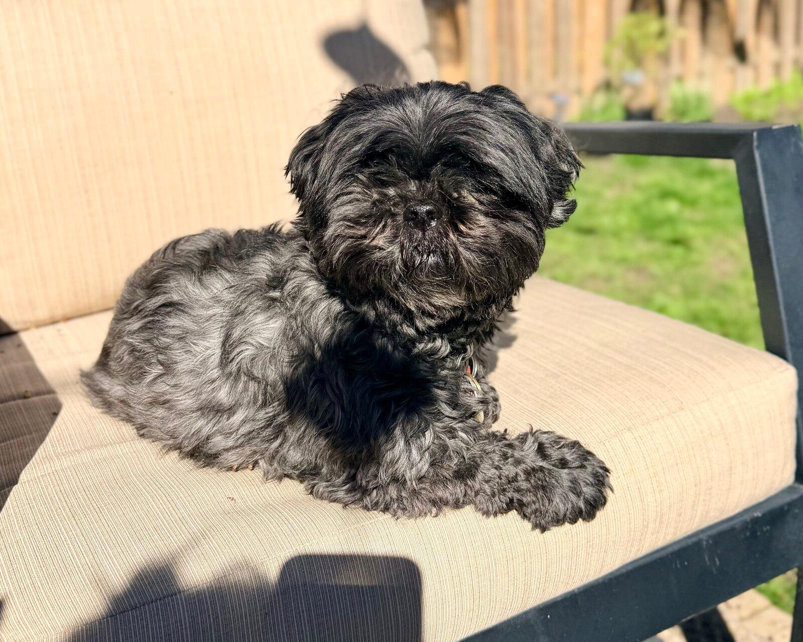 Cricket resting on a cushioned outdoor chair in the sun.